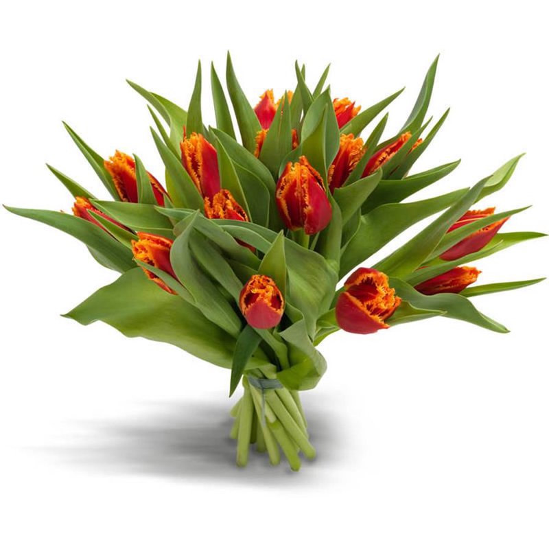 Bukiet 12 tulipanów strzępiastych