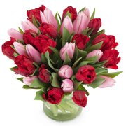 Bukiet Czerwono-Różowych Tulipanów